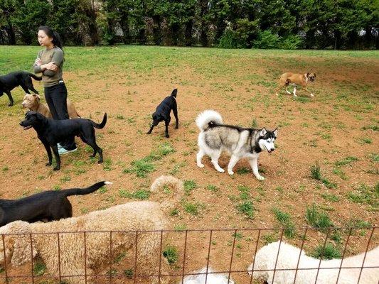 Rowdy, our husky, at doggie day care.