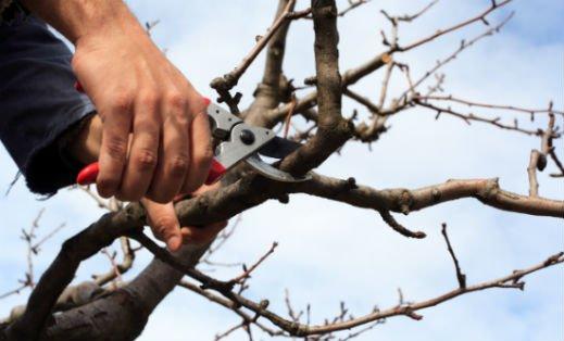 Scottsdale & Phoenix Tree Trimming, Tree Pruning, Palm Tree Removal, Stump Removal & Landscaping