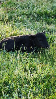 Our very 1st Full Blood Wagyu Calf bred and born on our Ranch.