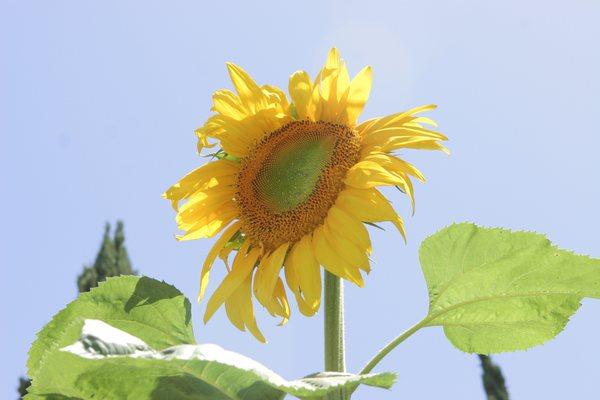 Children's Garden