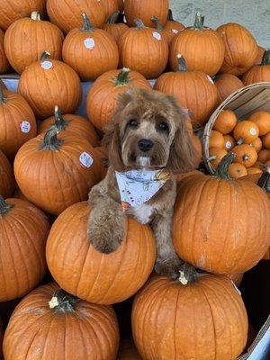 Thanks Olivia for another great haircut for Zoey! She is ready for fall!