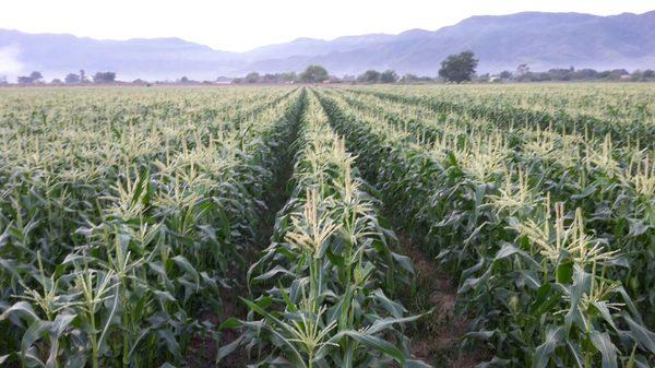 Our Corn Field in Mexico / Nuestro Field de Elote en Mexico