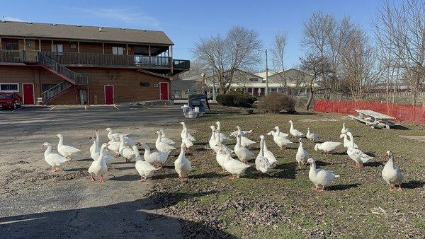 Outside log with geese's.