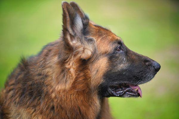 Tobias loves it at Bridget's Pet Resort.