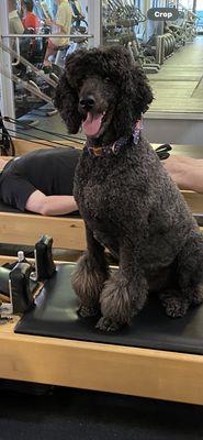 Barkley at an exercise studio