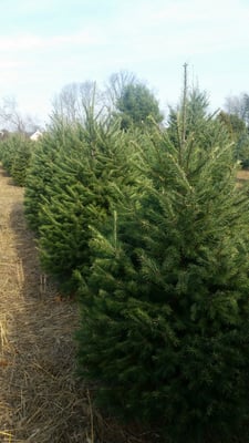 Beautiful selection.  Can cut it yourself or get help.  Handy cart to bring it back.