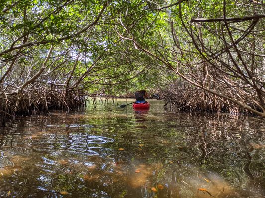 River Wild Kayaking