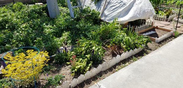 Tree trimmed branches on flowers in community garden