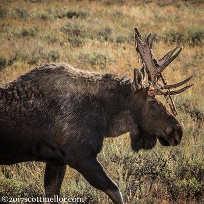 Bull Moose with the velvet freshly scraped off of his antlers.