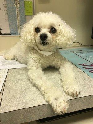 Happy Patient at Boulevard Animal Hospital! http://www.boulevardanimal.com/happy-patients.html