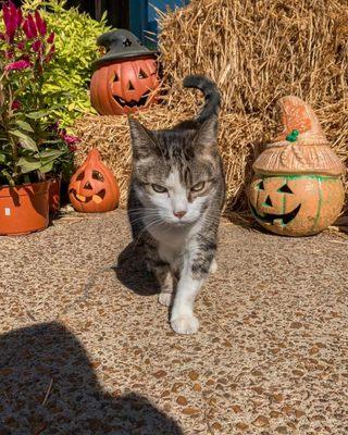 The 'manager', otherwise known as the store cat, Shiloh!