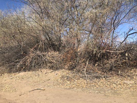 Trees along Bosque trail