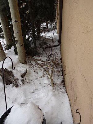 Aspen tree broken limbs left.