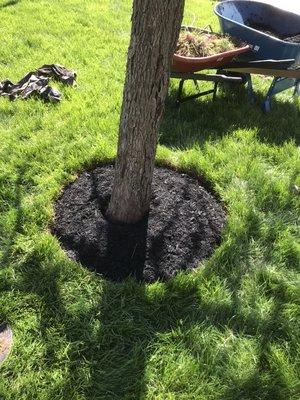 Mulching around a tree after