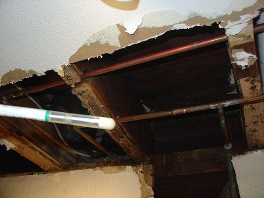 Bacteria swab sample collected within exposed ceiling cavity where sewage spill from toilet above occurred.