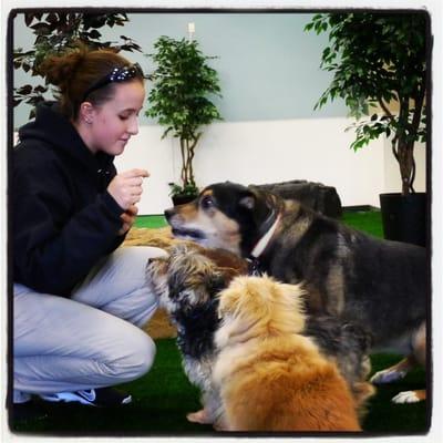 Paws Premium Doggie Daycare