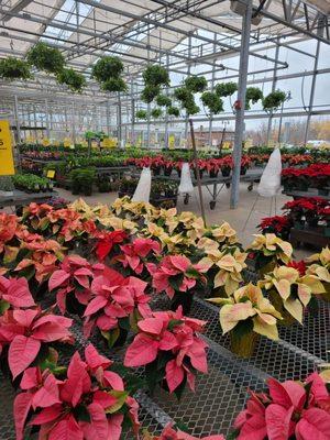 Gorgeous poinsettias for 2020