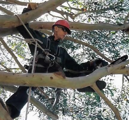 Bay Arborist Tom Arrington