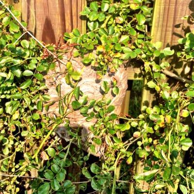 I wouldn't have spotted this hornets nest is a neighbor hadn't been stung and chased