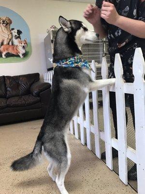 The husky was so happy and excited after her groom!