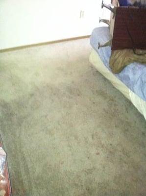 Carpet Cleaning in New London, OH