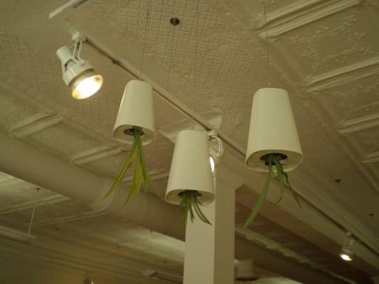 Sky Planters from Boskke!