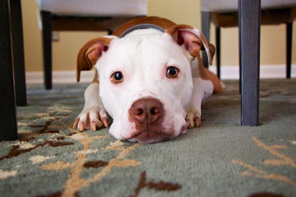 A very happy dog with his nose on clean carpets