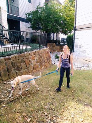 Bailey walking a lucky lab!