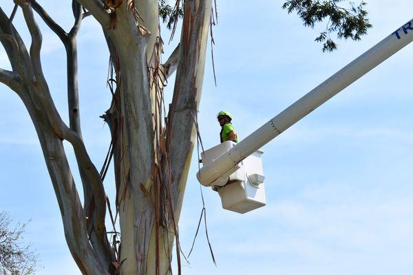 Tree Heroes of Florida