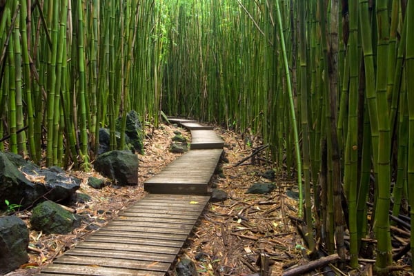 Bamboo Forest - Hana, Maui