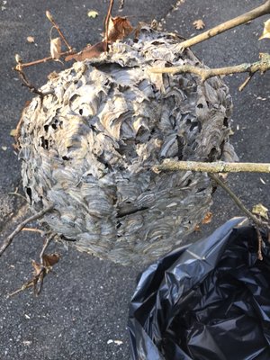 Paper wasps removal