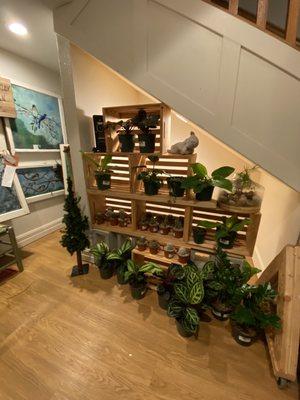 Indoor plants