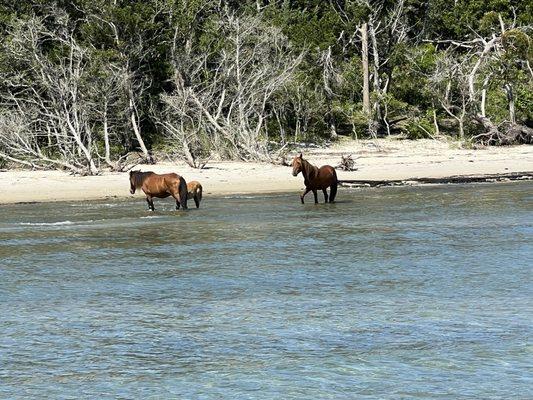 Shackleford banks wild horses