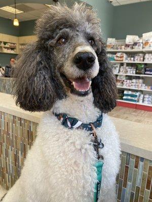 Bella happy at the Vets office, this usually shy girl knows this staff is here to help her feel better.