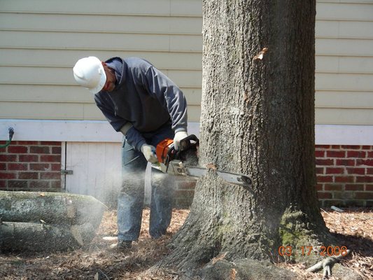 Greg Nelson Tree Service