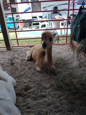 Llama