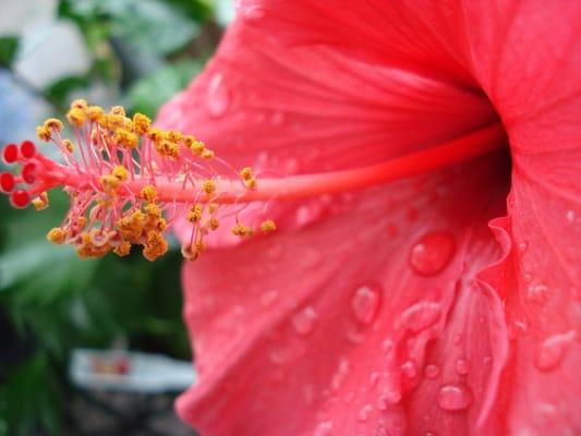 Hibiscus Summer 2009