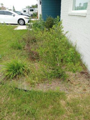 Before front yard