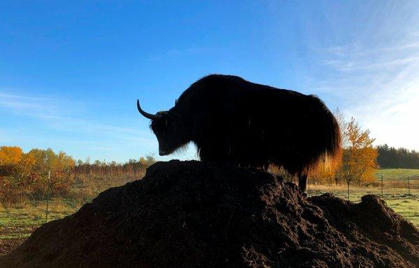 A yak bull in the morning sun