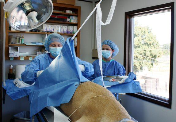 Small animal surgery