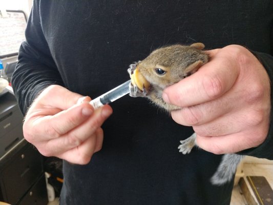 Young squirrel was severely dehydrated after falling from its nest