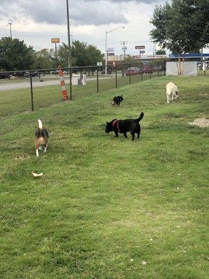 Dogs in dog run