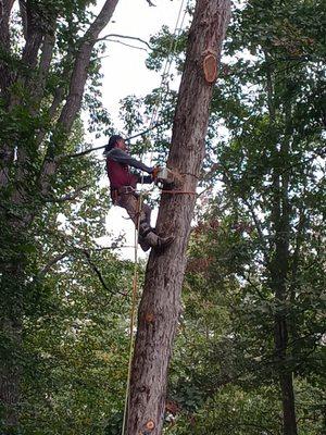 Tree removal