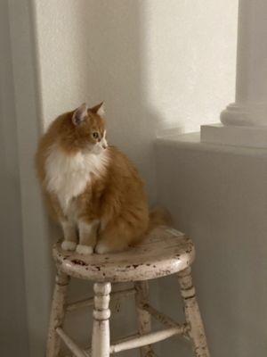 Cute Chippy Stool from Pintage Antique Market.