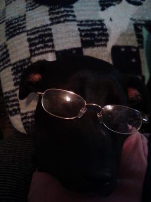 Dog with glasses