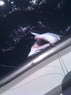 One of the awesome Sharks we caught!