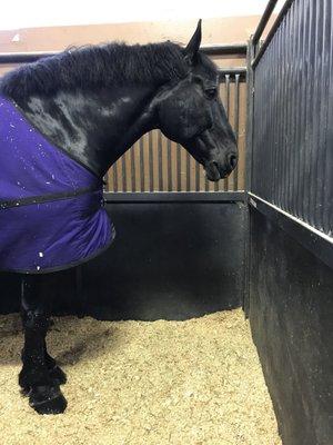 Inside the horse barn with the Percheron exhibition team from Young Living