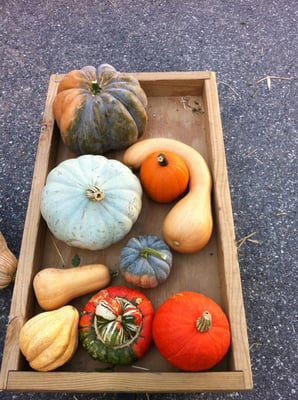 Stoltzfus Gourd & Pumpkin Farm