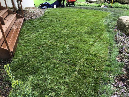 The Sod Squad - New Sod Installed by Madison's best Sod Contractor - Kentucky Bluegrass