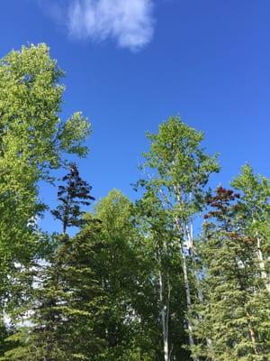 The bluest skies and greenest trees